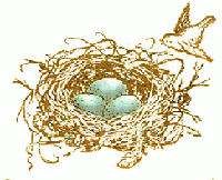 Organic Nest